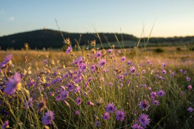Akşam güneşinde Tihany Yarımadası 'nda mor çiçek çayırı. Yüksek kalite fotoğraf