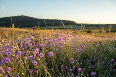Akşam güneşinde Tihany Yarımadası 'nda mor çiçek çayırı. Yüksek kalite fotoğraf