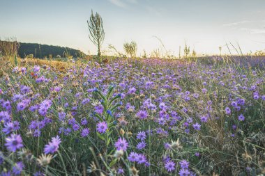 Meadow of purple flowers on Tihany Peninsula in the evening sun. High quality photo clipart