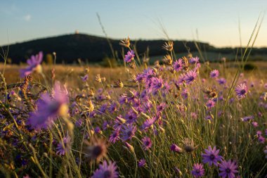 Meadow of purple flowers on Tihany Peninsula in the evening sun. High quality photo clipart