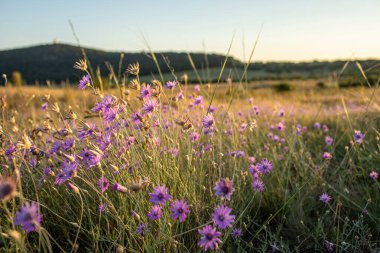 Akşam güneşinde Tihany Yarımadası 'nda mor çiçek çayırı. Yüksek kalite fotoğraf