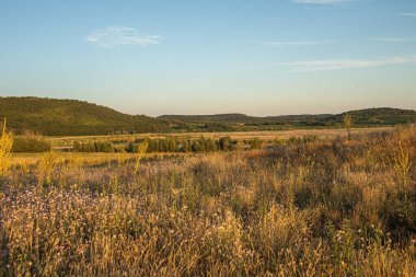 Meadow of purple flowers on Tihany Peninsula in the evening sun. High quality photo clipart