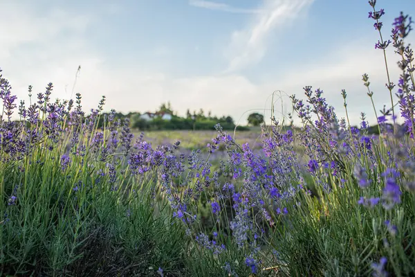 stock image Lavender field at Tihany peninsula, Hungary. High quality photo