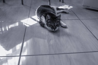 Güneşli bir günde kedi yerde dinleniyor. Yüksek kalite fotoğraf