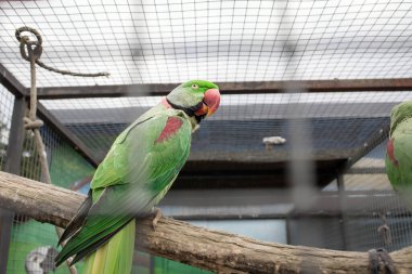 Alexandrine Parakeet hayvan çiftliğinde kafeste. Yüksek kalite fotoğraf. Yüksek kalite fotoğraf