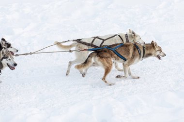 Donovaly, Slovakya - 28 Ocak 2023: Dondurucu kış boyunca koşan köpek kızağı. Yüksek kalite fotoğraf