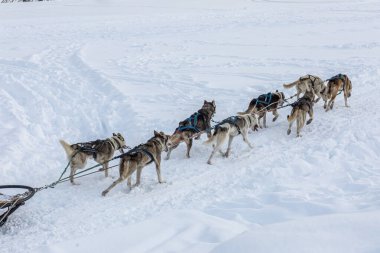 Donovaly, Slovakya - 28 Ocak 2023: Dondurucu kış boyunca koşan köpek kızağı. Yüksek kalite fotoğraf