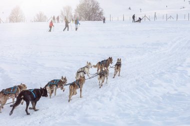 Donovaly, Slovakya - 28 Ocak 2023: Dondurucu kış boyunca koşan köpek kızağı. Yüksek kalite fotoğraf