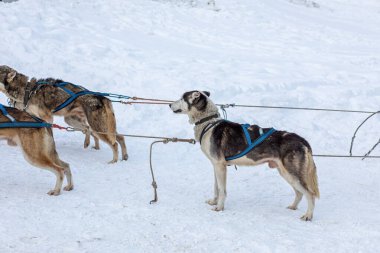 Donovaly, Slovakya - 28 Ocak 2023: Dondurucu kış sırasında köpek kızağı. Yüksek kalite fotoğraf