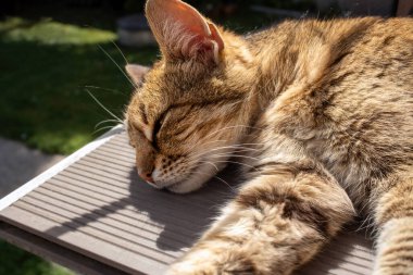 Kedi, güneşin altında merdivenlerde yatıyor. Yüksek kalite fotoğraf