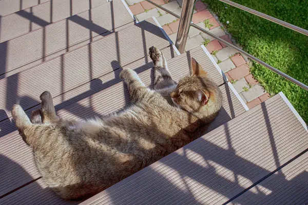 Kedi, güneşin altında merdivenlerde yatıyor. Yüksek kalite fotoğraf