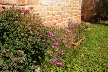 Bahçede çiçekler yetişiyor. Sıcak yaz günü. Yüksek kalite fotoğraf