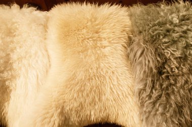 Koyun derisi yapıları. Koyun kürküne yakın. Yüksek kalite fotoğraf