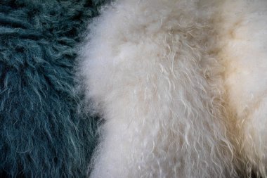 Siyah ve beyaz koyun derisi yapıları. Koyun kürküne yakın. Yüksek kalite fotoğraf