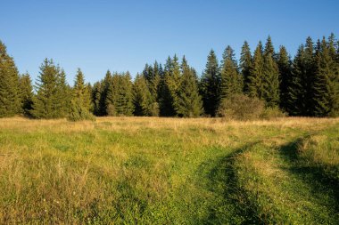 Dağlarda sonbahar manzarası. Güneşli bir günde çayır ve orman. Yüksek kalite fotoğraf