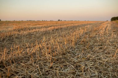 Gün batımında buğday tarlasını kes. Yüksek kalite fotoğraf