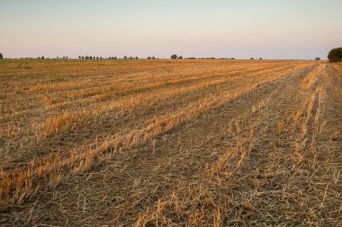 Gün batımında buğday tarlasını kes. Yüksek kalite fotoğraf