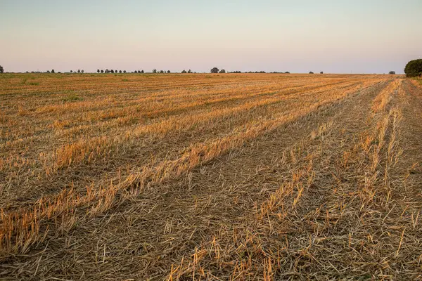 Gün batımında buğday tarlasını kes. Yüksek kalite fotoğraf