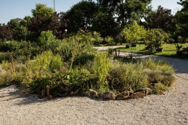 Yazın güneşli bir günde saray bahçesinde çalılar. Yüksek kalite fotoğraf