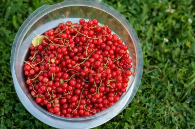 Bahçe çimenliğindeki kasede kırmızı frenk üzümü. Yüksek kalite fotoğraf