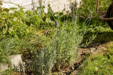 Bahçede büyüyen genç lavanta bitkileri. Yüksek kalite fotoğraf