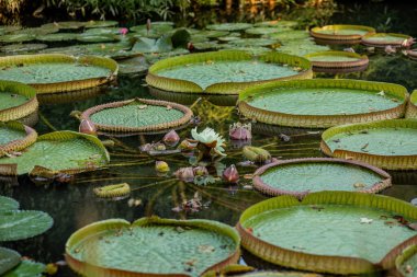 Kırmızı balıklı gölet. Pembe zambaklarla kaplı güzel bir gölet. - Evet. Yüksek kalite fotoğraf