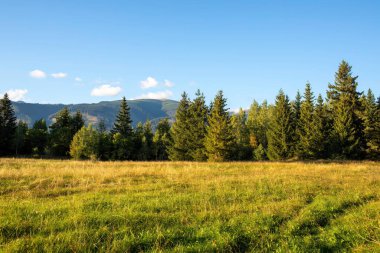 Dağlarda sonbahar manzarası. Güneşli bir günde çayır ve orman. Yüksek kalite fotoğraf