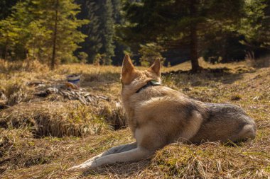 Çekoslovakya kurt köpeği çayırda dinleniyor. Dağ manzarası. Yüksek kalite fotoğraf