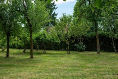 Bahçedeki yeşil ağaçlar, sabah manzarası. Yüksek kalite fotoğraf