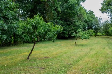 Bahçedeki yeşil ağaçlar, sabah manzarası. Yüksek kalite fotoğraf