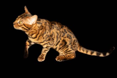 Bengal kedisi, belirgin benekli ve siyah bir arka planda izole edilmiş mermer bir ceket desenine sahip. Zarif evcil kedi egzotik görünümünü, zarif vücut duruşunu ve dikkat çekici ifadesini gösterir. Güzellik gibi vahşi hayvanları ön plana çıkarır..