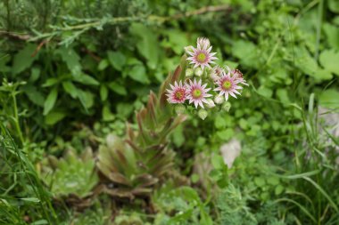 Houseleek flower semprevivum blossom pink. Macro clipart