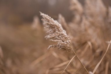 Pampas Grass Tarafsız Doğa geçmişi. Parlak güneş ışığı tarlasında kurumuş çiçekler. Sessiz Lüks Doğa Sahada parlak güneş ışığında kurumuş çiçekler. Yelken şampanyası. Seçici odak