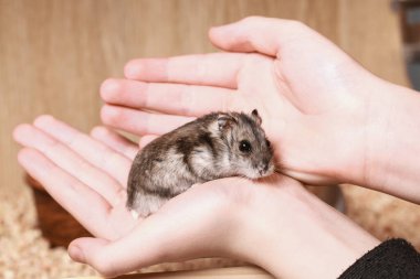 Şirin Djungarian hamsterı Çocuk 'un kollarında oturur ve kameraya bakar. Hayvan Bakımı konsepti, hayvanları sevmek. Evcilleştirilmiş Hamster