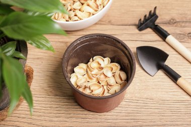 Fıstık kabuğu bahçıvanlığı. Toprağı boşaltma.