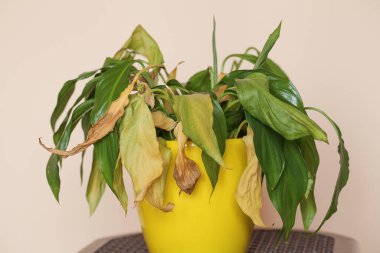 Spatthiphyllum Huzur Lily Bakımı. Kuru toprak ve çiçekleri, solmuş çiçekleri ve kuru yaprakları temizliyorum. Çiçek hastalıkları. Yaprakların solması