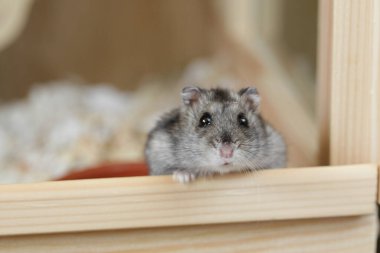 Şirin Djungarian hamsterı Çocuk 'un kollarında oturur ve kameraya bakar. Hayvan Bakımı konsepti, hayvanları sevmek. Evcilleştirilmiş Hamster