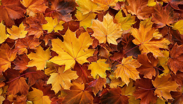 Vibrant Autumn Leaves in Warm Hues of Orange, Yellow, and Brown