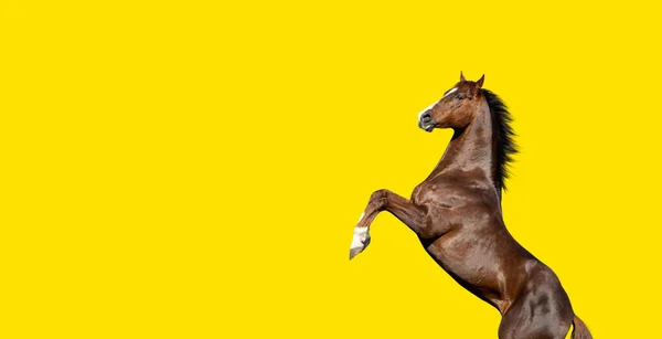 Inglês Puro Sangue Cavalo Baía Criação Acima Isolado Fundo Amarelo — Fotografia de Stock