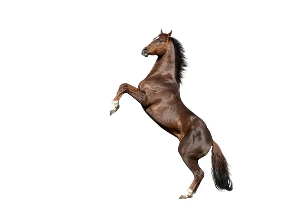 Cavallo Rosso Purosangue Inglese Che Alleva Isolato Sfondo Bianco — Foto Stock