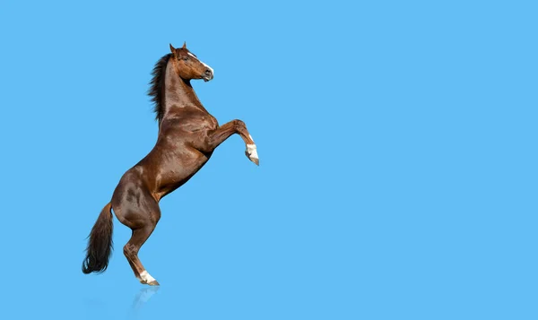 English Thoroughbred Horse Rearing Isolated Blue Background — Stock Photo, Image