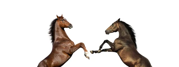Dois Cavalos Raça Pura Ingleses Fating Isolado Fundo Branco — Fotografia de Stock