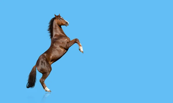 Engelska Fullblod Häst Uppfödning Isolerad Blå Bakgrund Royaltyfria Stockbilder