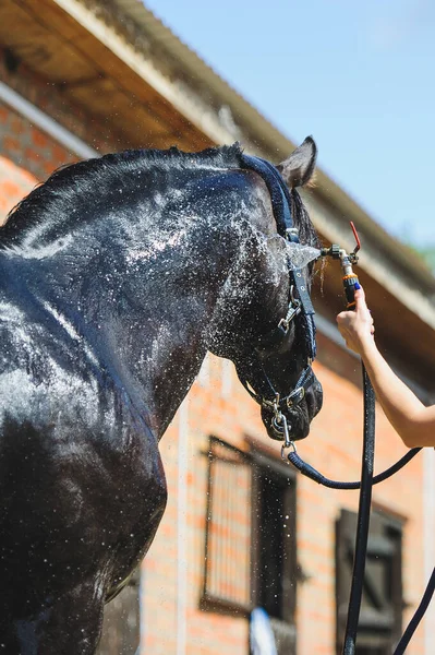 Human wash black horse after training