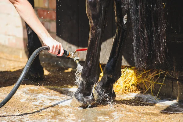 Tvätta Hästens Ben Kallt Vatten Efter Träningen Bryr Sig Hästklövar Stockfoto