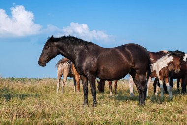 Sürünün arka planında uyuyan çok şişman, siyah bir at.