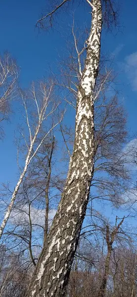 채취하는 자작나무 — 스톡 사진
