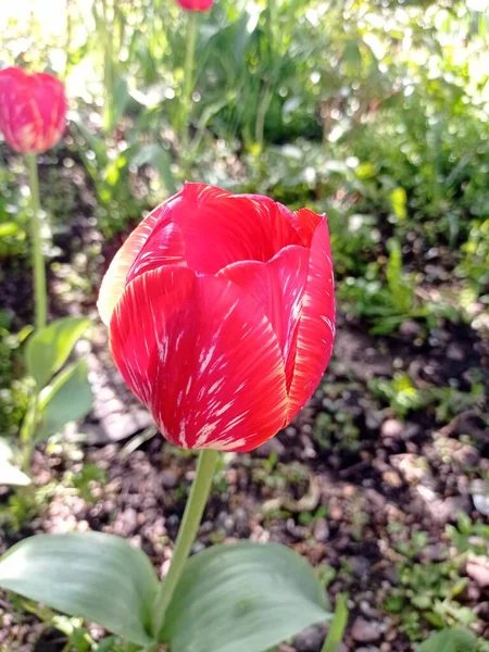 Tulipán Florece Primavera Primer Plano — Foto de Stock