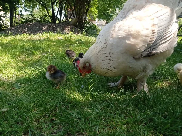 Bir Tavuk Yavrusunu Yönlendirir — Stok fotoğraf
