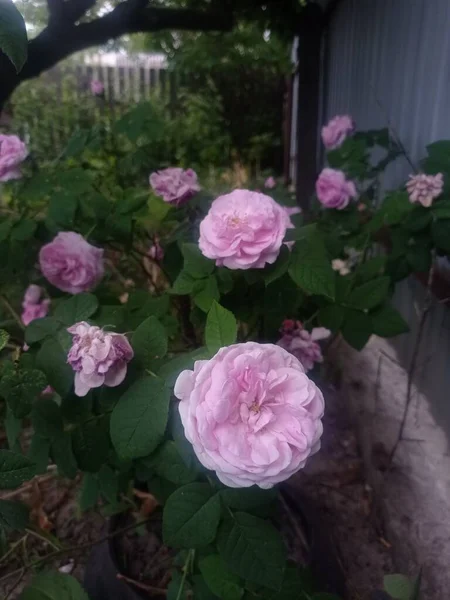 Une Belle Rose Fleurit — Photo